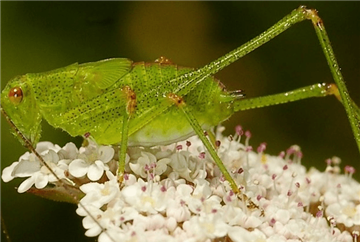 BIODIVERSIDADE: OLHARES QUE FALAM