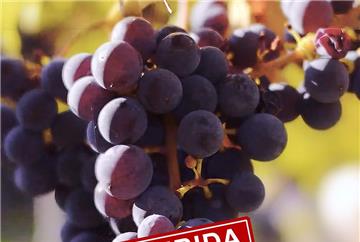 VITIS PROHIBITA: O REGRESSO DAS CASTAS RESISTENTES