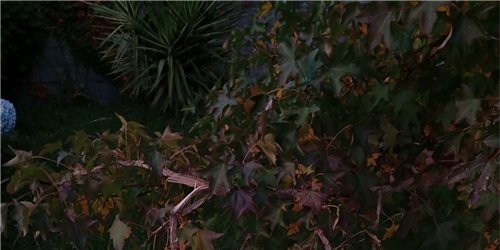 (1997 – 2097) DE MARIA LUÍSA CAPELA