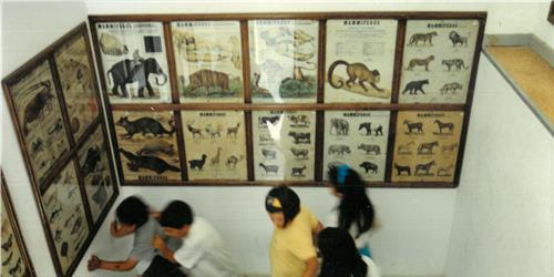 MUSEU ESCOLAR OLIVEIRA LOPES 40 ANOS DE HISTÓRIA