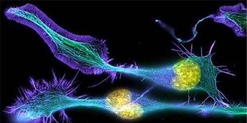 LIFE MAGNIFIED - VIDA AMPLIADA 