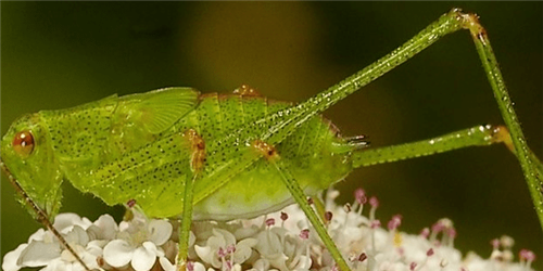 BIODIVERSIDADE: OLHARES QUE FALAM