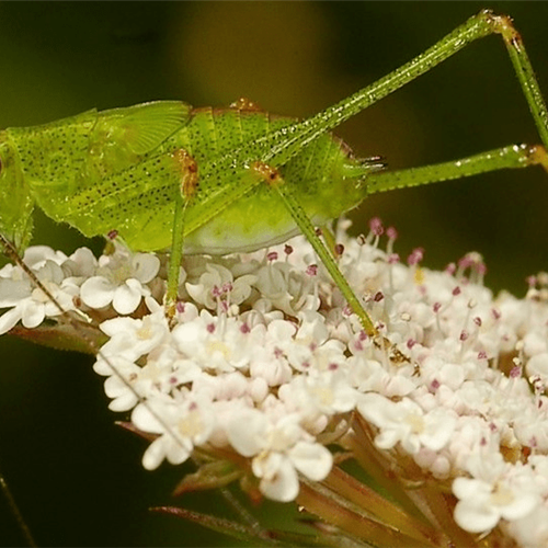 BIODIVERSIDADE: OLHARES QUE FALAM