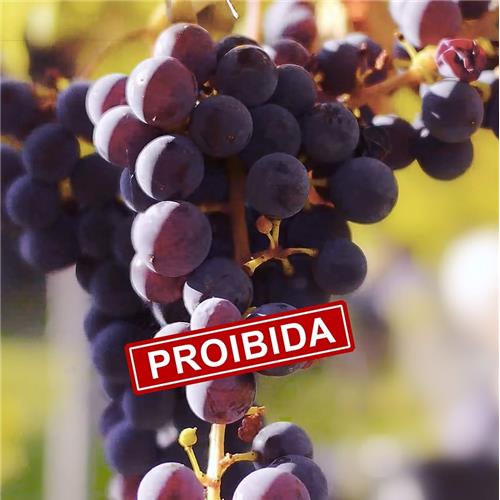 VITIS PROHIBITA: O REGRESSO DAS CASTAS RESISTENTES